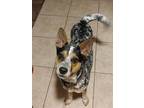 Adopt OZZY a Australian Cattle Dog / Blue Heeler