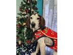 Adopt Bo a Treeing Walker Coonhound