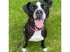 Adopt Quigley a Pit Bull Terrier
