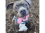 Adopt Roger a Pit Bull Terrier