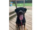 Adopt King a Rottweiler, Bullmastiff