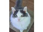Adopt Frankie (To Adopted with Chino) a Domestic Medium Hair