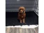 Poodle (Toy) Puppy for sale in Dwight, IL, USA
