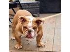 Bulldog Puppy for sale in Greensboro, NC, USA