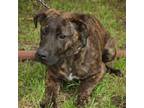 Adopt Ziggy P43333 a Pit Bull Terrier, Beagle