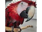 Adopt Pepper a Macaw