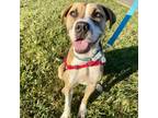 Adopt Frisco a Boxer