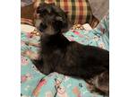 Adopt Alfie - see Milo a Dachshund