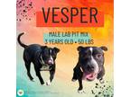 Adopt Vesper a Pit Bull Terrier, Labrador Retriever