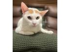 Adopt Pumpkin the soulful boy a Domestic Short Hair, Turkish Van