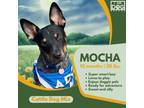 Adopt Mocha a Australian Cattle Dog / Blue Heeler, Australian Kelpie