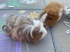 Adopt Ringo & Lennon - Pair of Boys a Guinea Pig