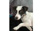 Adopt Lucky a Jack Russell Terrier