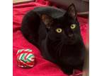 Adopt Tres a Domestic Short Hair