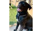 Adopt TREVOR a Black Labrador Retriever, Pit Bull Terrier