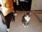 Adopt Victor & Junior a Domestic Short Hair