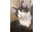 Adopt King Julian a Domestic Short Hair