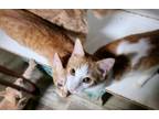 Adopt Orange Madley a Tabby