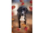 Adopt Mango a Black Labrador Retriever, Beagle