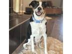 Adopt Jack a Border Collie, Australian Shepherd