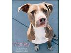 Marley American Pit Bull Terrier Young Female