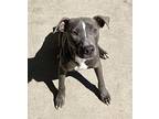 Navy American Pit Bull Terrier Young Male