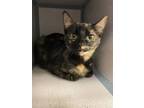 Marmalade Domestic Shorthair Adult Female