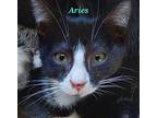 Aries Domestic Shorthair Kitten Male