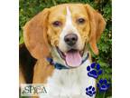 Butterball Beagle Young Male