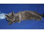 Mattie (Spayed/ComboTested) Domestic Shorthair Adult Female
