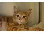 Jack Domestic Shorthair Young Male