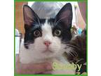 SCOOBY Domestic Shorthair Kitten Male