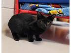 Jeepers Domestic Shorthair Kitten Male