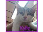 KYLIE Domestic Shorthair Kitten Female