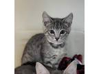 66625A Tabitha-PetSmart North Charleston Domestic Shorthair Kitten Female