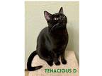 Tenacious D Domestic Shorthair Young Male