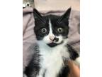 Strawberry Shortcake Domestic Shorthair Kitten Female