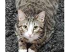 Darcie Tabby Adult Female