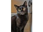 Lenz Domestic Shorthair Young Female