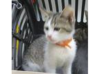 Serafina Domestic Shorthair Kitten Female