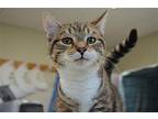 Thistle Domestic Shorthair Young Male