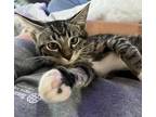 Milton Domestic Shorthair Kitten Male