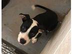 Fiona American Pit Bull Terrier Puppy Female
