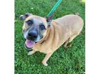 Lani Mixed Breed (Large) Senior Female