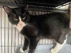 Shaggy Domestic Shorthair Young Male