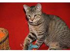 Nick (Neutered) Domestic Shorthair Kitten Male