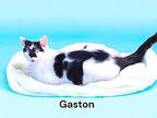 Gaston Domestic Shorthair Young Male