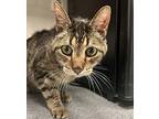 Mitty Domestic Shorthair Senior Male