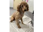 Edward Poodle (Miniature) Adult Male