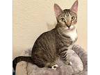 Mia Domestic Shorthair Young Female